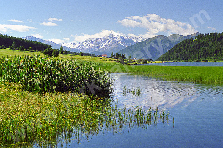 Italien, Trentino-Südtirol, Südtiroler Alpen,Vinschgau, Wasserspiegelung am Haidersee mit Ortler (3465 m) im Hintergrund