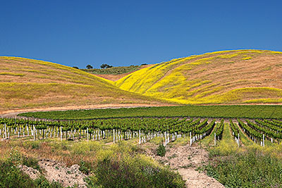 USA, Kalifornien, Pazifikküste, Weinreben im Santa Ynez Valley