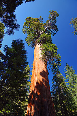 USA, Kalifornien, Sierra Nevada,Kings Canyon National Park, Riesenmammutbäume im Kings Canyon Village
