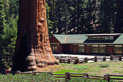 USA, Kalifornien, Sierra Nevada,Sequoia National Park, Giant Forest Museum