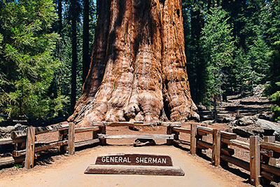 USA, Kalifornien, Sierra Nevada,Sequoia National Park, Am Riesenmammutbaum General Sherman