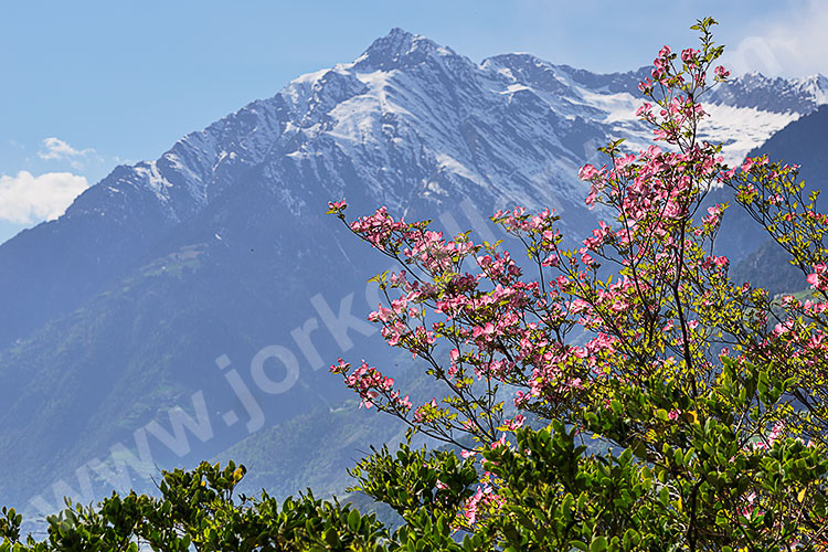 Italien, Trentino-Südtirol, Südtiroler Alpen,Etschtal, Blick vom Panoramaweg in Richtung Texelgruppe