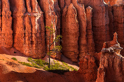 USA, Utah, Colorado Plateau,Bryce Canyon National Park, Sonnenaufgang am Navajo Loop Trail